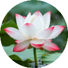 花朵会消消2026官方新版图标