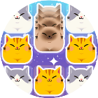 土耳其猫咪消除