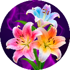 指尖消花2025官方新版图标