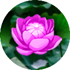 绽放花儿