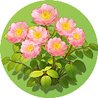 花朵来消消2026官方新版图标