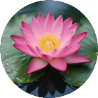 花儿消除2026官方新版图标