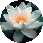 乐消花朵2025官方新版图标