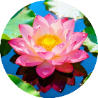 智慧消除阵2025官方新版图标