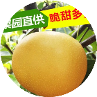 千岁实秋月梨2025官方新版图标